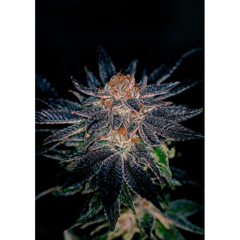 GELATO 47 · Positronics · cannabis seeds · Fem