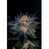 GELATO 47 · Positronics · kenevir tohum · Disi · Fem