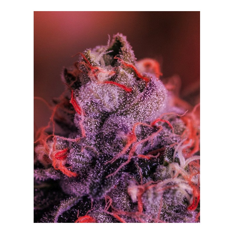 GORDO MASTER KUSH · Positronics · kenevir tohum · Disi · Fem