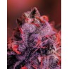 GORDO MASTER KUSH · Positronics · kenevir tohum · Disi · Fem