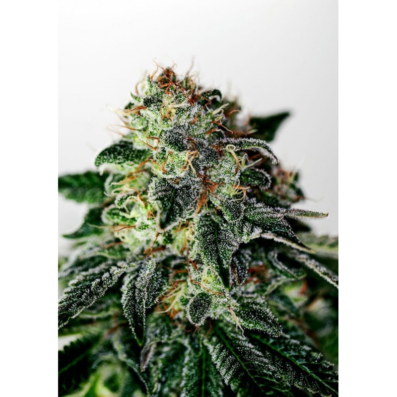 MYSTIC COOKIE AUTO · Positronics · kenevir tohum · Disi · AutoFem