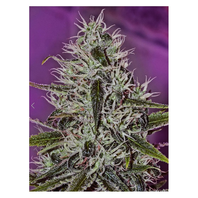 ONE LOVE HAZE · Positronics · cannabis seeds · Fem