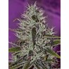 ONE LOVE HAZE · Positronics · cannabis seeds · Fem