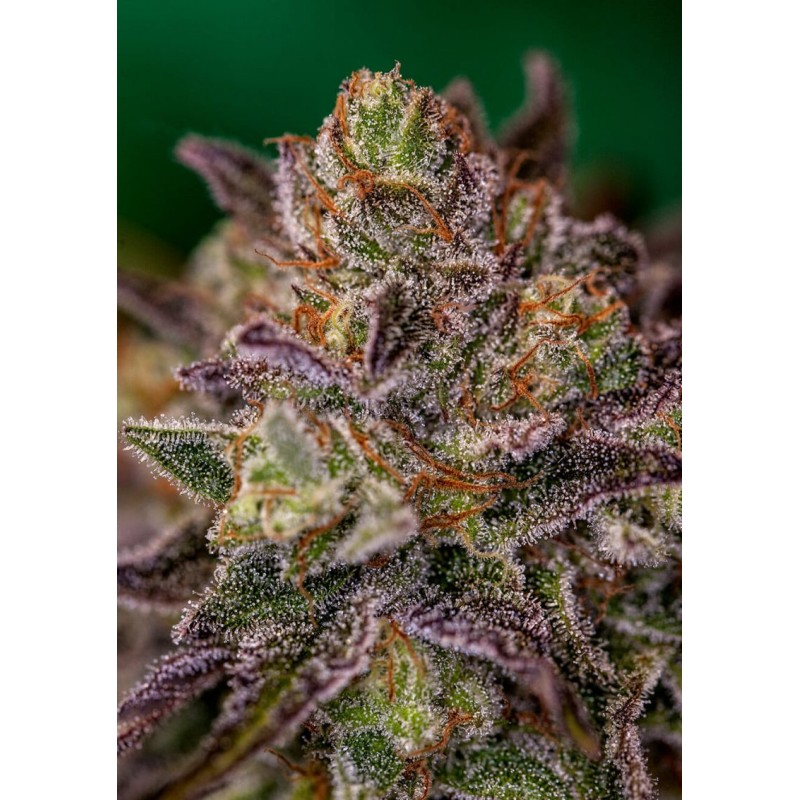 PURPLE CHERRY · Positronics · cannabis seeds · Fem