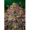 PURPLE CHERRY · Positronics · cannabis seeds · Fem