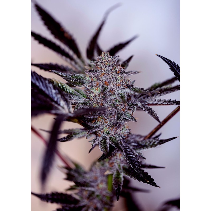 PURPLE CHERRY AUTO · Positronics · kenevir tohum · Disi · AutoFem