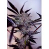 PURPLE CHERRY AUTO · Positronics · kenevir tohum · Disi · AutoFem