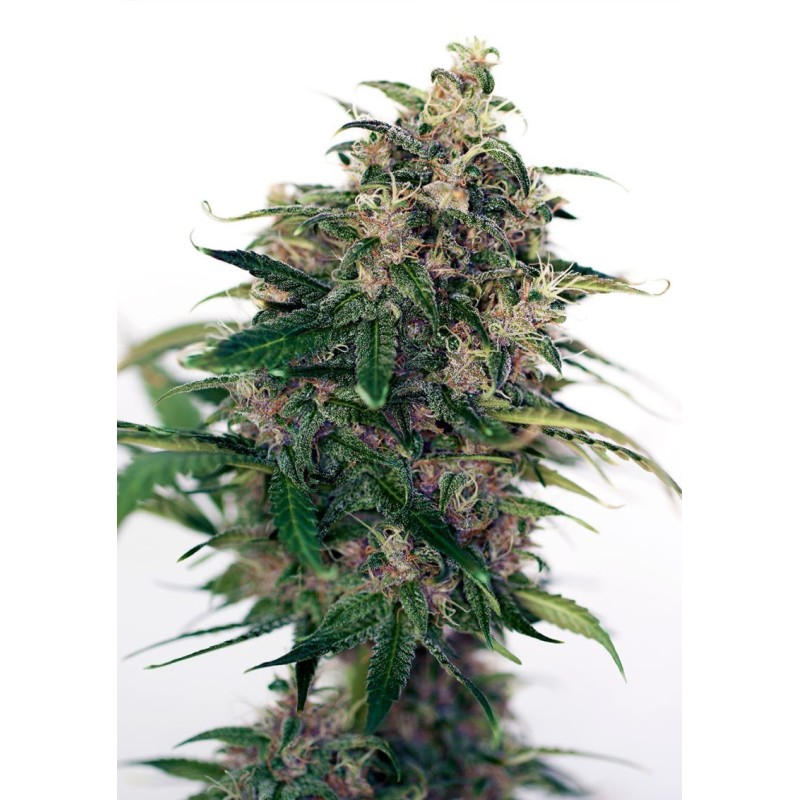 SOMANGO 47 AUTO · Positronics · kenevir tohum · Disi · AutoFem