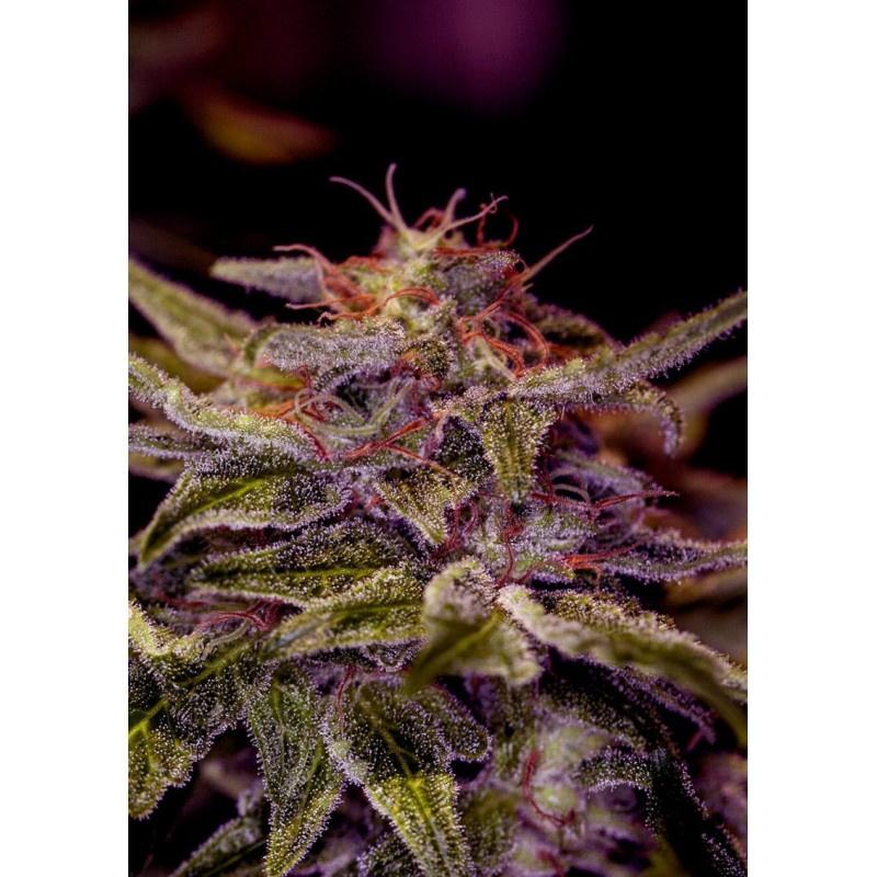 Z VALLEY · Positronics · cannabis seeds · Fem