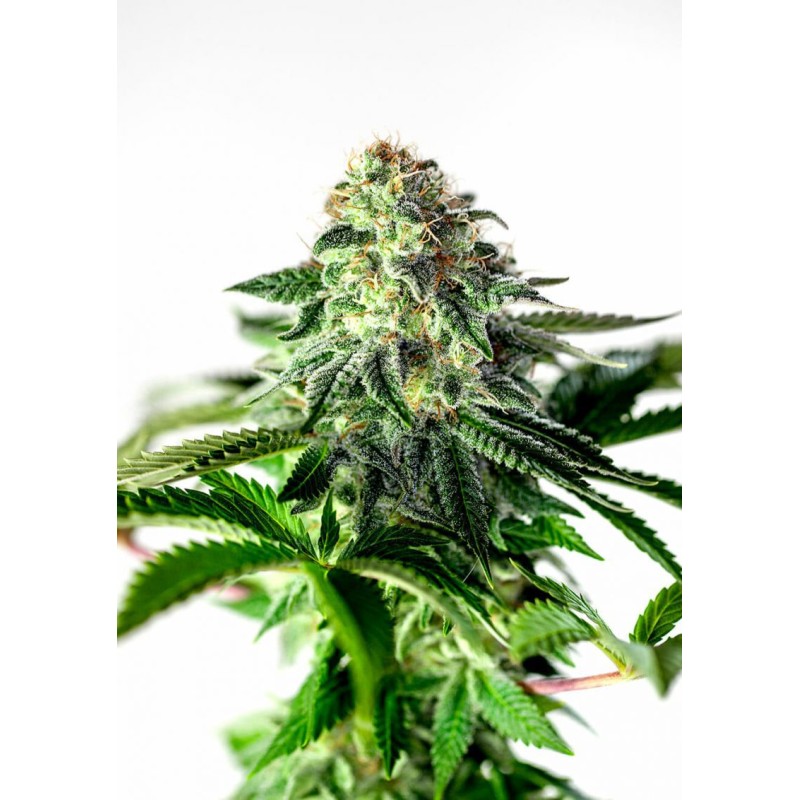 STICKY DREAM EXPRESS AUTO · Positronics · cannabis seeds · AutoFem