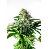 STICKY DREAM EXPRESS AUTO · Positronics · kenevir tohum · Disi · AutoFem