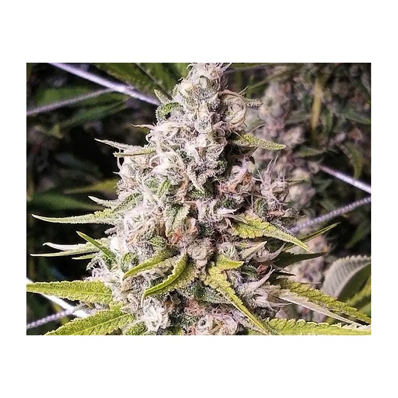 DOUBLE BUBBLEEBERRY · Sagarmatha Seeds · kenevir tohum · Disi · Fem
