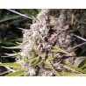 DOUBLE BUBBLEEBERRY · Sagarmatha Seeds · kenevir tohum · Disi · Fem