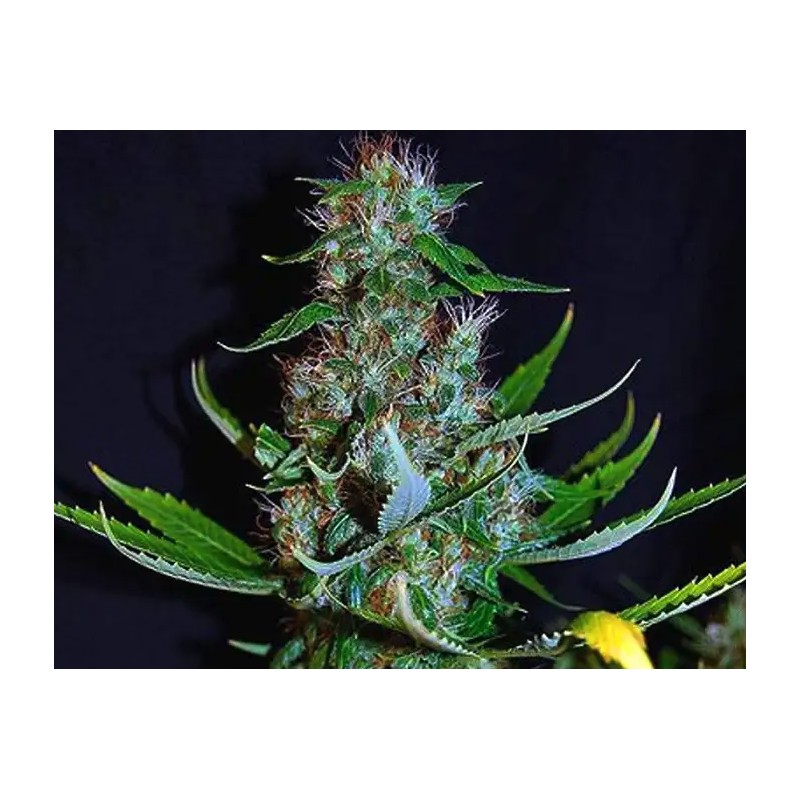 DIAMOND HEAD · Sagarmatha Seeds · kenevir tohumu · Disi · Fem