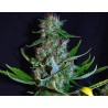 DIAMOND HEAD · Sagarmatha Seeds · kenevir tohumu · Disi · Fem