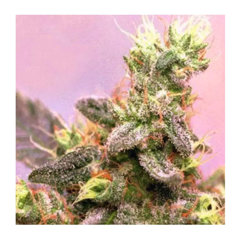 YUMBOLT · Sagarmatha Seeds · cannabis seeds · Fem