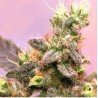 YUMBOLT · Sagarmatha Seeds · cannabis seeds · Fem