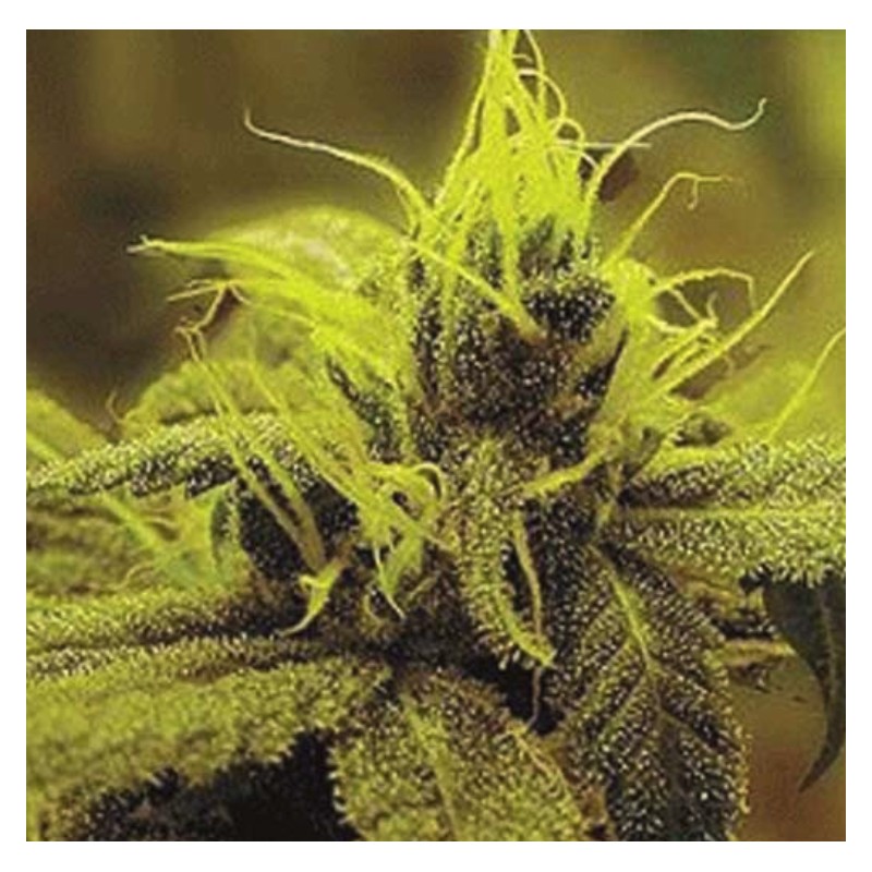 A 1 HAZE · Sagarmatha Seeds · kenevir tohum · Disi · Fem