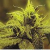 A 1 HAZE · Sagarmatha Seeds · kenevir tohum · Disi · Fem