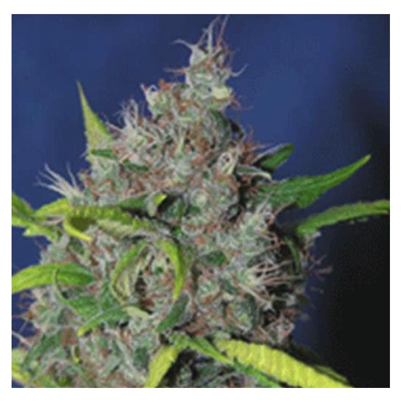 BLUEBERRY BUD · Sagarmatha Seeds · kenevir tohum · Disi · Fem
