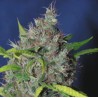 BLUEBERRY BUD · Sagarmatha Seeds · cannabis seeds · Fem