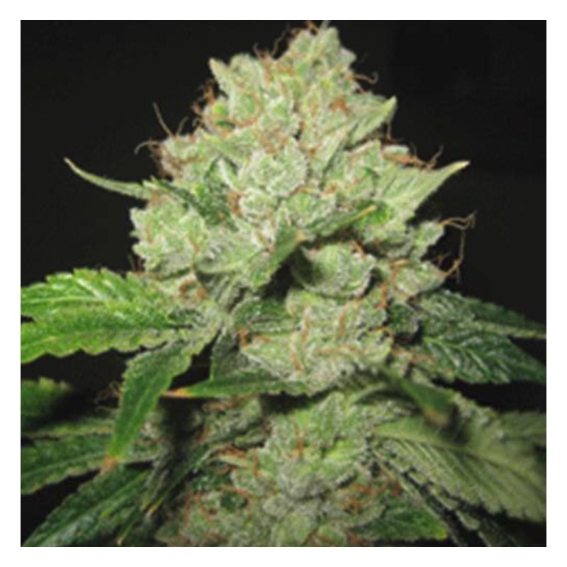 CALTRAIN WRECK · Sagarmatha Seeds · kenevir tohumu · Disi · Fem