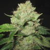 CALTRAIN WRECK · Sagarmatha Seeds · kenevir tohumu · Disi · Fem