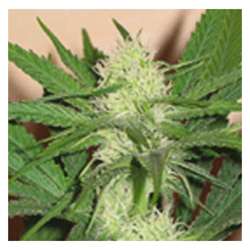 CHEEZ WRECK · Sagarmatha Seeds · kenevir tohum · Disi · Fem