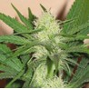 CHEEZ WRECK · Sagarmatha Seeds · kenevir tohum · Disi · Fem