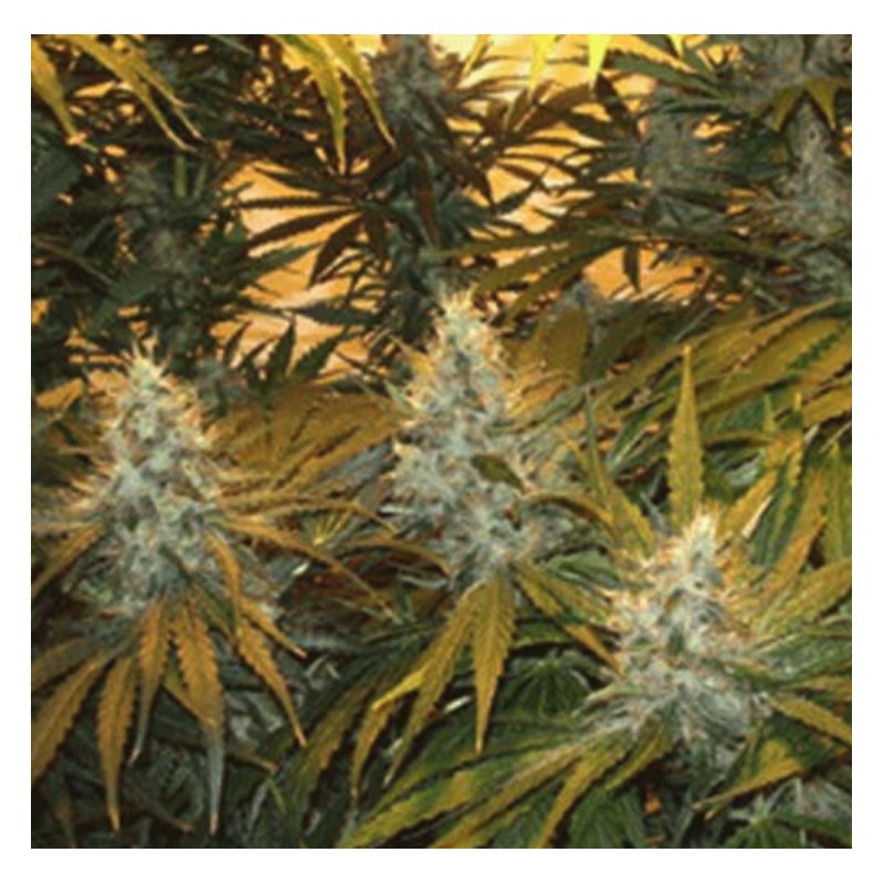 CHUNKY SKUNK · Sagarmatha Seeds · kenevir tohum · Disi · Fem