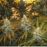 CHUNKY SKUNK · Sagarmatha Seeds · kenevir tohum · Disi · Fem