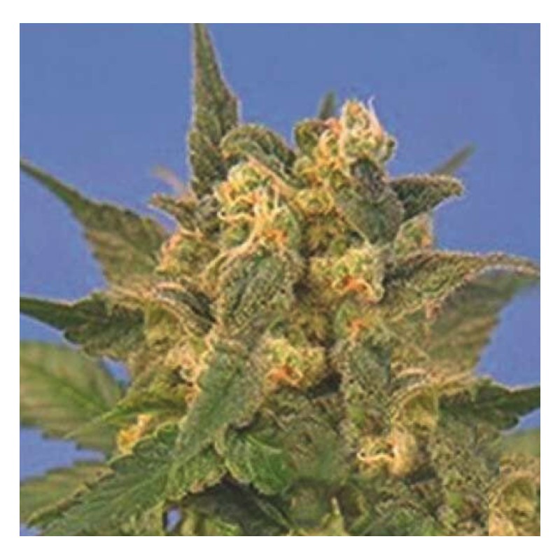 INDICA XXL · Sagarmatha Seeds · kenevir tohum · Disi · Fem