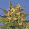 INDICA XXL · Sagarmatha Seeds · kenevir tohum · Disi ·  Fem