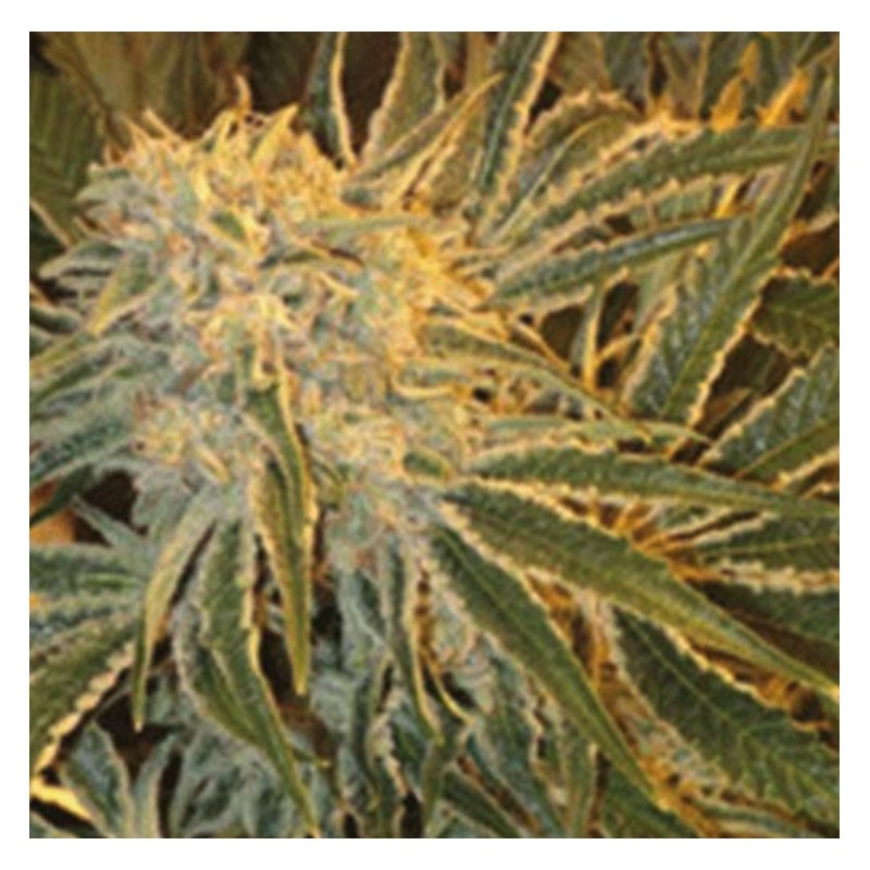 NORTHERN LIGHTS 9 · Sagarmatha Seeds · kenevir tohum · Disi · Fem