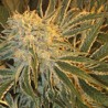NORTHERN LIGHTS 9 · Sagarmatha Seeds · kenevir tohum · Disi · Fem