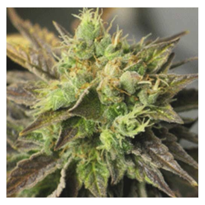 STRAWBERRY D-LITE · Sagarmatha Seeds · kenevir tohum · Disi · Fem