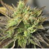 STRAWBERRY D-LITE · Sagarmatha Seeds · cannabis seeds · Fem
