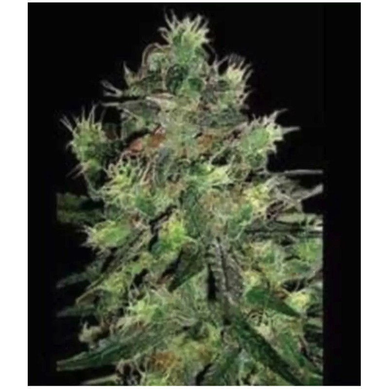 BLACK THUNDERFUCK · Sagarmatha Seeds · cannabis seeds · Fem