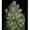 BLACK THUNDERFUCK · Sagarmatha Seeds · kenevir tohum · Disi · Fem