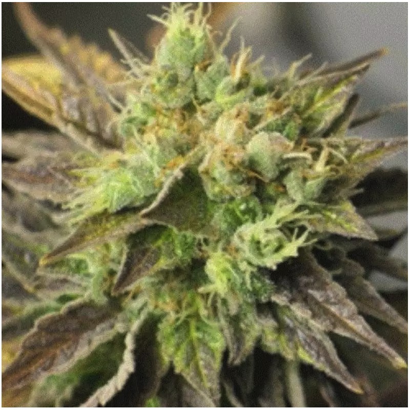 DOUBLE DIESEL RYDER · Sagarmatha Seeds · kenevir tohumu · AutoFem