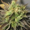 DOUBLE DIESEL RYDER · Sagarmatha Seeds · kenevir tohumu · AutoFem