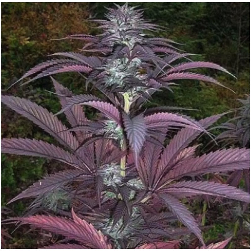PURPLE PINECONE · Sagarmatha Seeds · kenevir tohum · Disi · Fem
