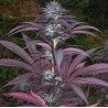 PURPLE PINECONE · Sagarmatha Seeds · kenevir tohum · Disi · Fem