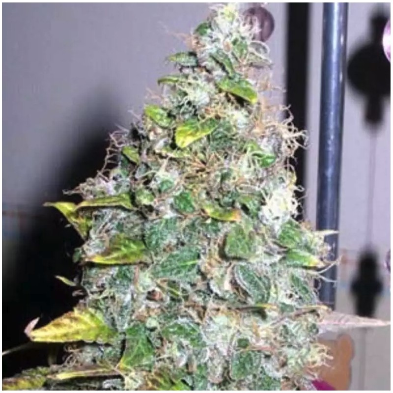 SMURFBERRY · Sagarmatha Seeds · kenevir tohumu · AutoFem