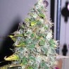 SMURFBERRY · Sagarmatha Seeds · kenevir tohumu · AutoFem