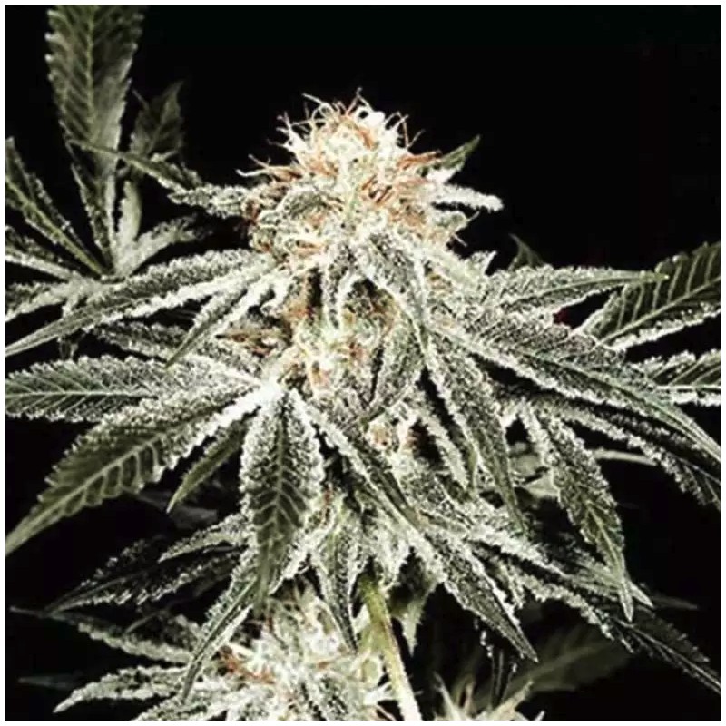 SOLO RYDER · Sagarmatha Seeds · kenevir tohum · AutoFem
