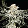 SOLO RYDER · Sagarmatha Seeds · kenevir tohum · AutoFem