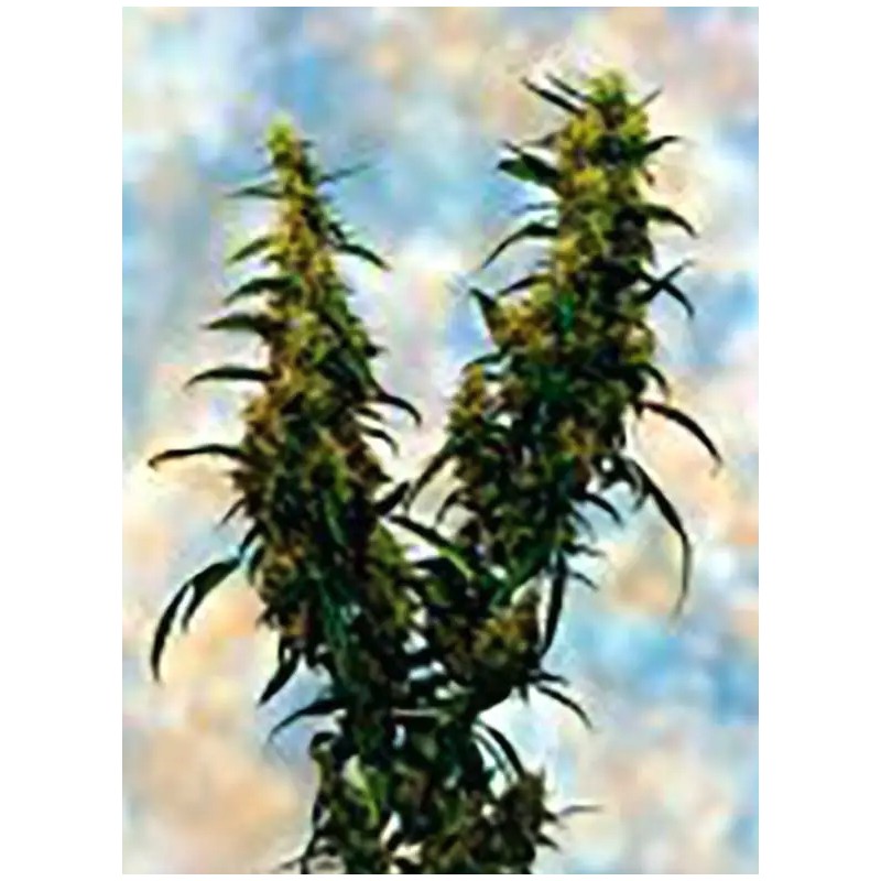 WESTERN WINDS KALI MIST · Sagarmatha Seeds · cannabis seeds · Fem