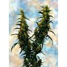 WESTERN WINDS KALI MIST · Sagarmatha Seeds · cannabis seeds · Fem