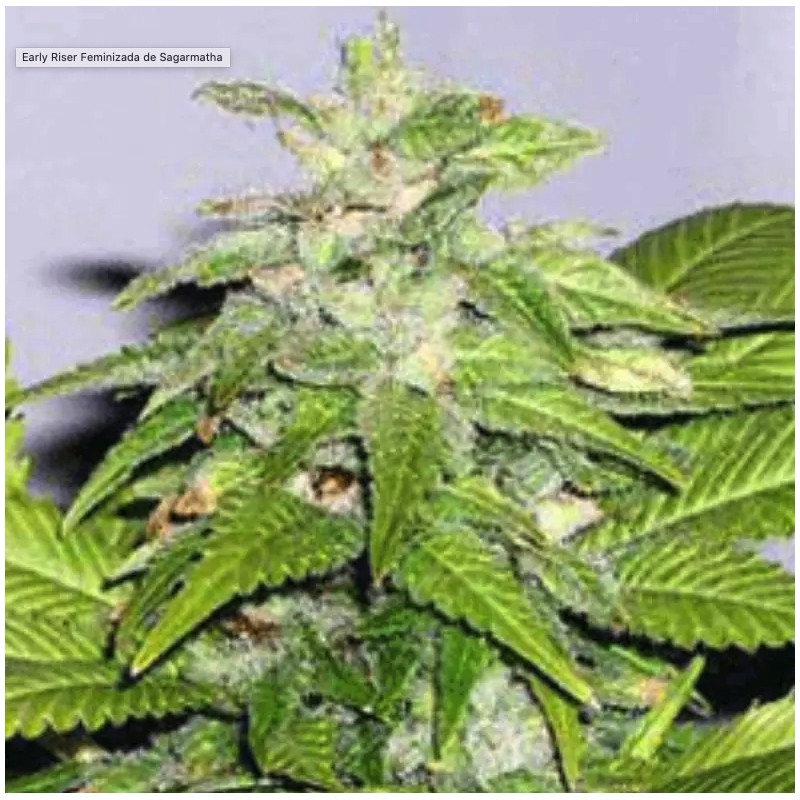 EARLY RISER · Sagarmatha Seeds · kenevir tohum · Disi · Fem